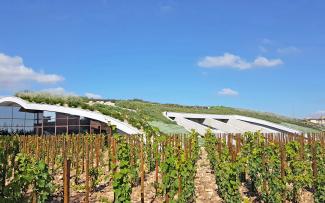 The low height of the building and the barrel shape allow the architecture to merge with its surroundings. Vines in front of a pitched green roof